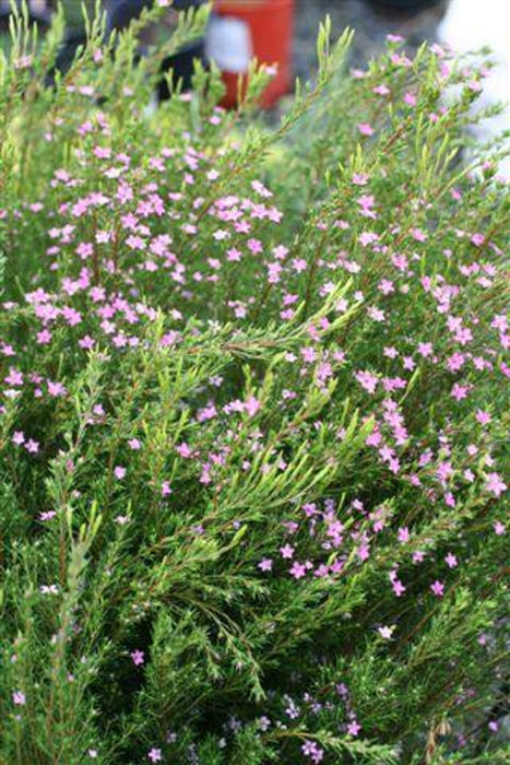 Dwarf Pink Breath of Heaven