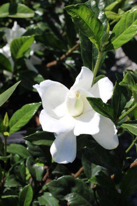 August Beauty Gardenia