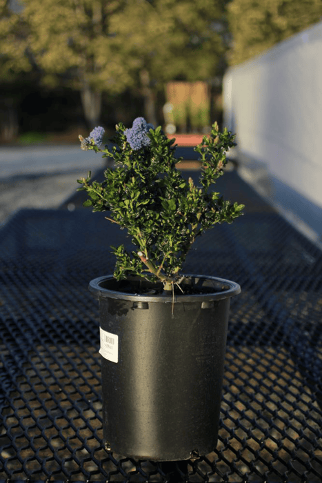 Skylark California Lilac (Ceanothus)