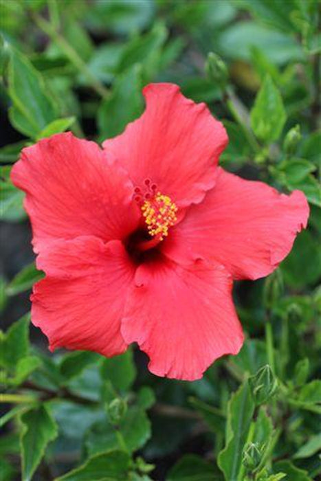 Brilliant Tropical Hibiscus