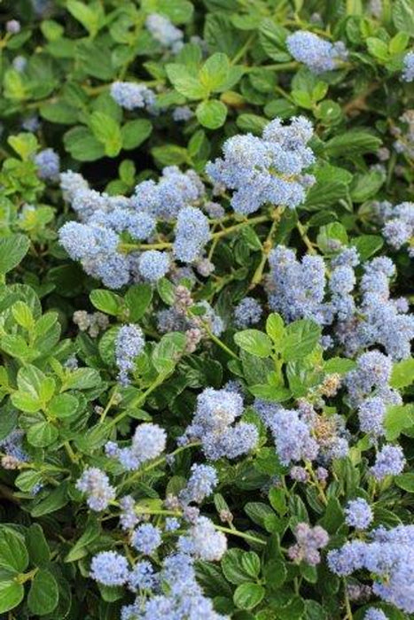 Yankee Point California Lilac (Ceanothus)