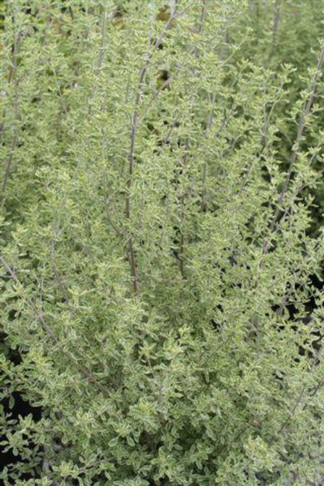 Variegated Mint Bush