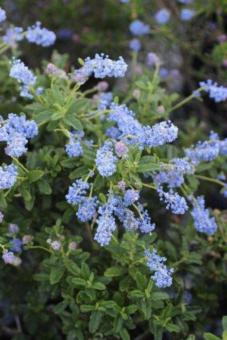 Joyce Coulter California Lilac (Ceanothus)