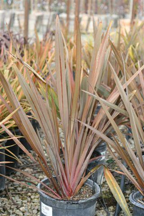 Bronze New Zealand Flax