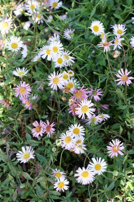 Santa Barbara Daisy