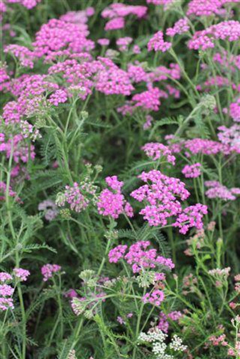 Island Pink Yarrow