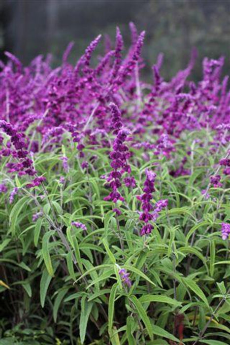 Midnight Mexican Bush Sage