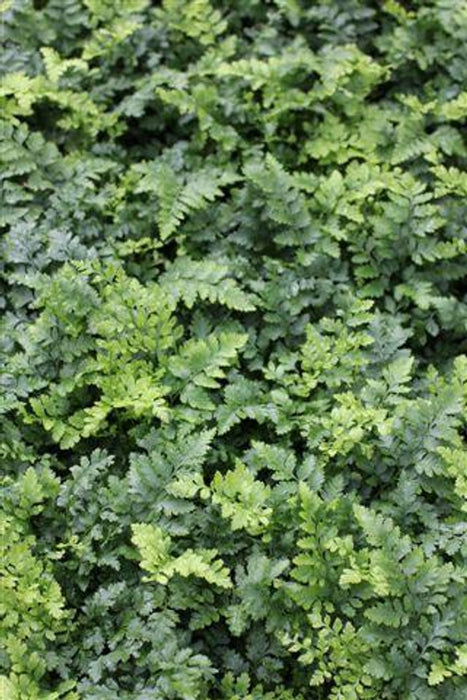 Leatherleaf Fern