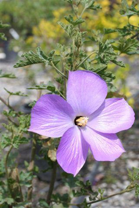 Monterey Bay Blue Hibiscus (Alyogyne)