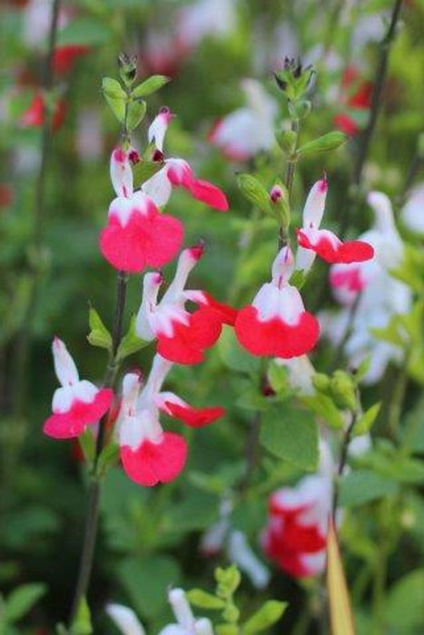 Hot Lips Sage