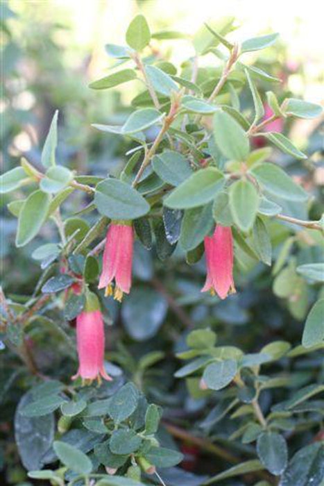 Dusky Bells Australian Fuchsia