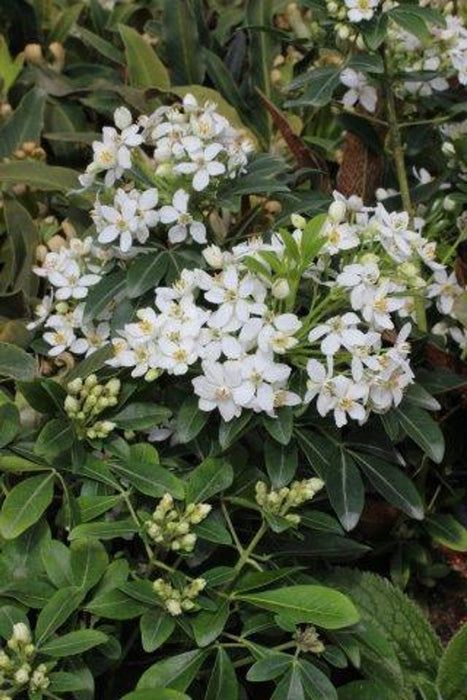 Mexican Orange Blossom