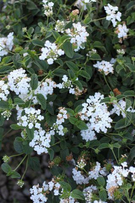 White Trailing Lantana