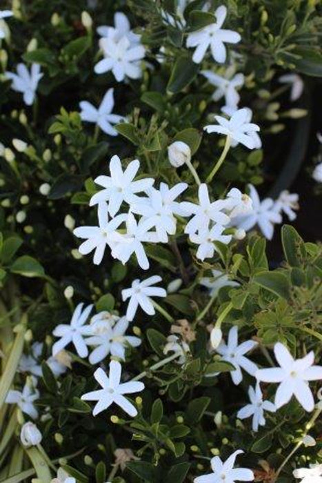 South African Jasmine