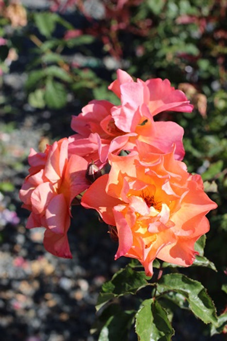 Westerland Climbing Rose