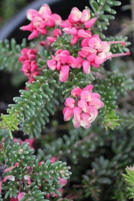 Mt. Tamboritha Woolly Grevillea