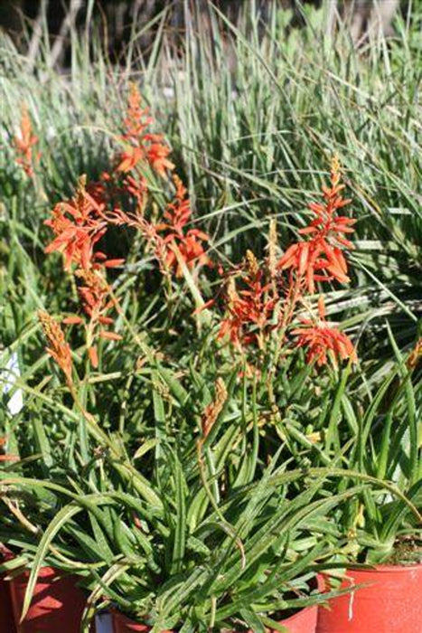 Johnson's Hybrid Aloe