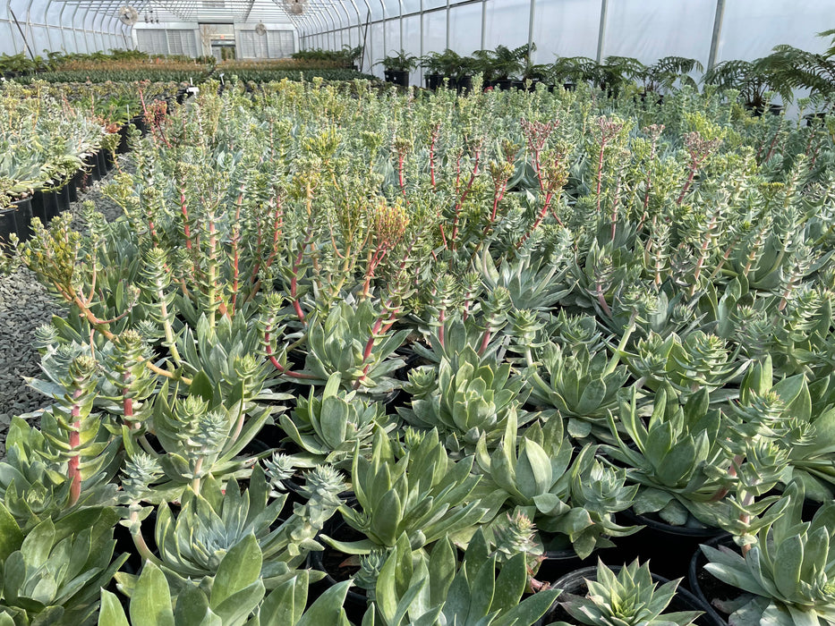 Giant Chalk Dudleya (Dudleya brittonii)