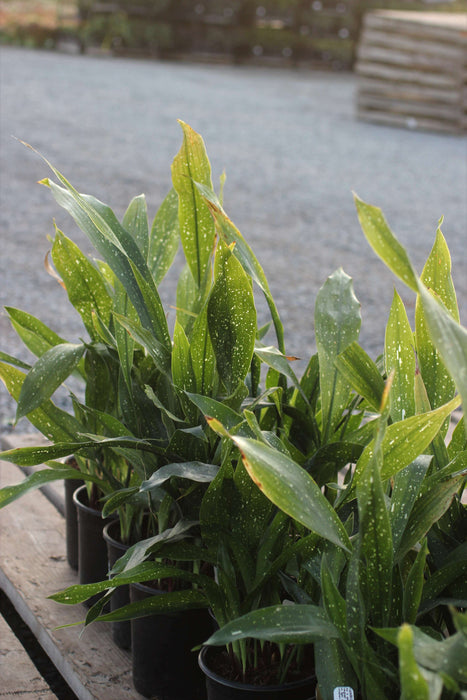 Milky Way Cast Iron Plant