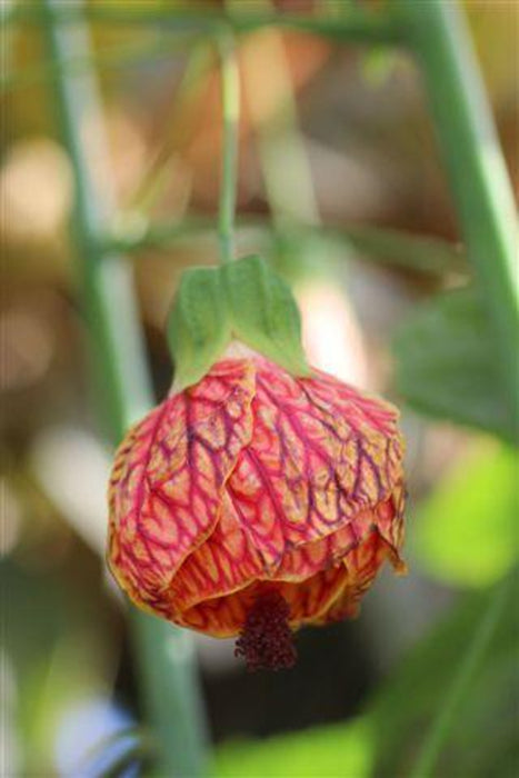 Tiger's Eye Flowering Maple (Abutilon)