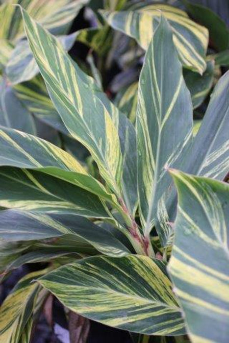 Variegated Shell Ginger