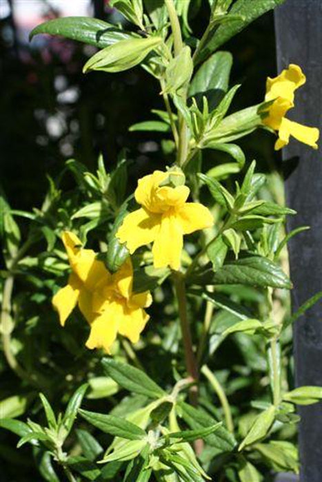 Jelly Bean Monkeyflower