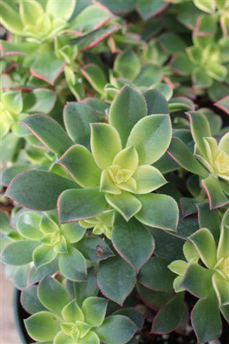 Kiwi Tricolor Aeonium Succulent