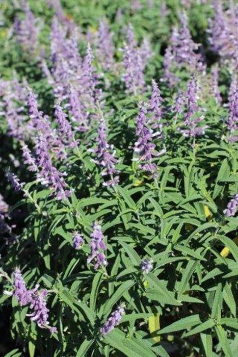 Santa Barbara Mexican Bush Sage