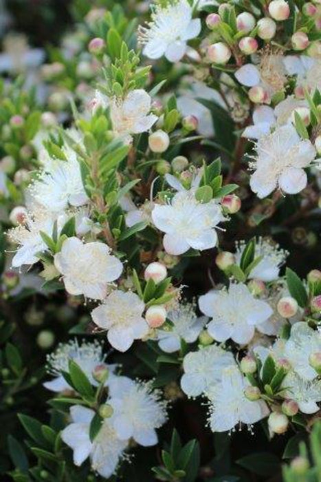 Dwarf Myrtle