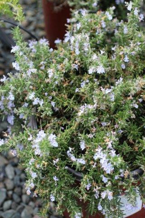 Huntington Carpet Rosemary