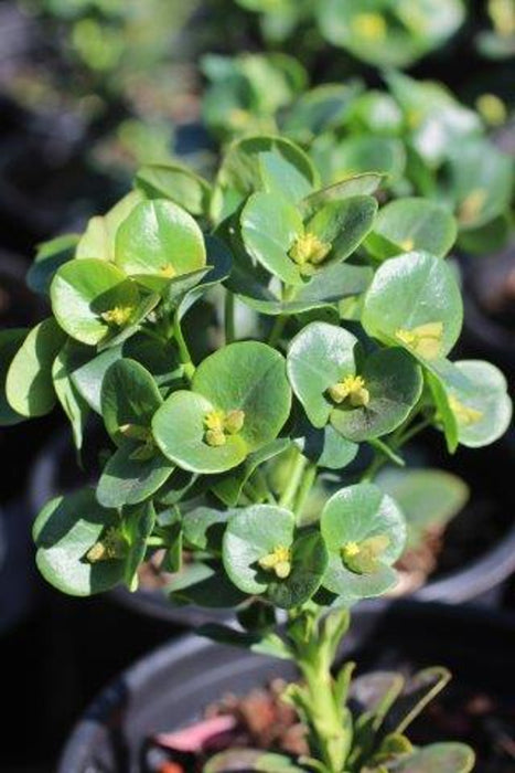 Robb's Wood Spurge