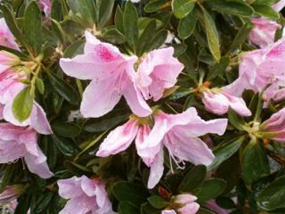 George Taber Azalea