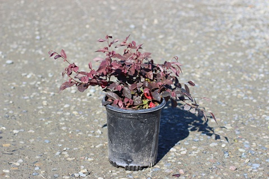 Purple Majesty Chinese Fringe Flower (Loropetalum)