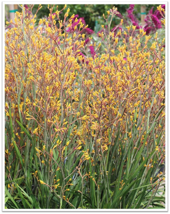 Harmony Kangaroo Paw