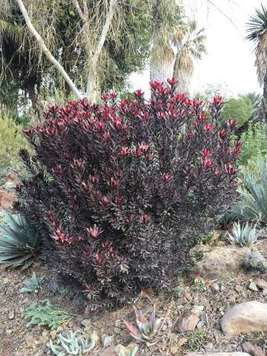 Ebony Conebush