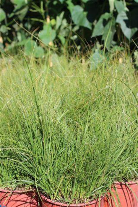 California Meadow Sedge