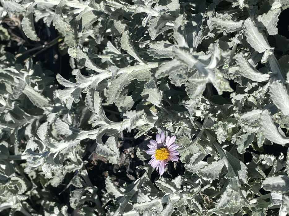 Silver Carpet Aster