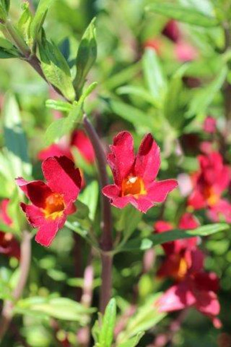 Jelly Bean Monkeyflower