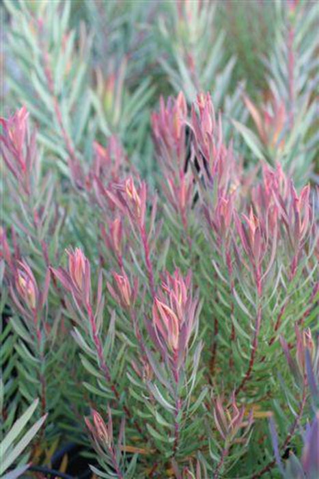 Summer Red Cone Bush