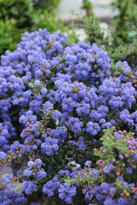 Dark Star California Lilac (Ceanothus)