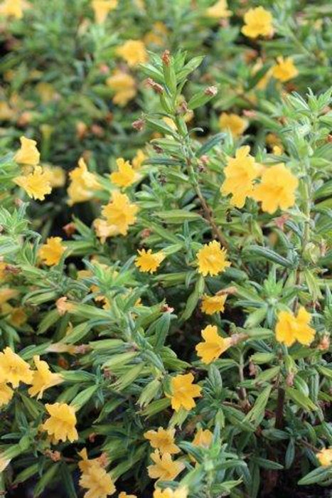 Jelly Bean Monkeyflower