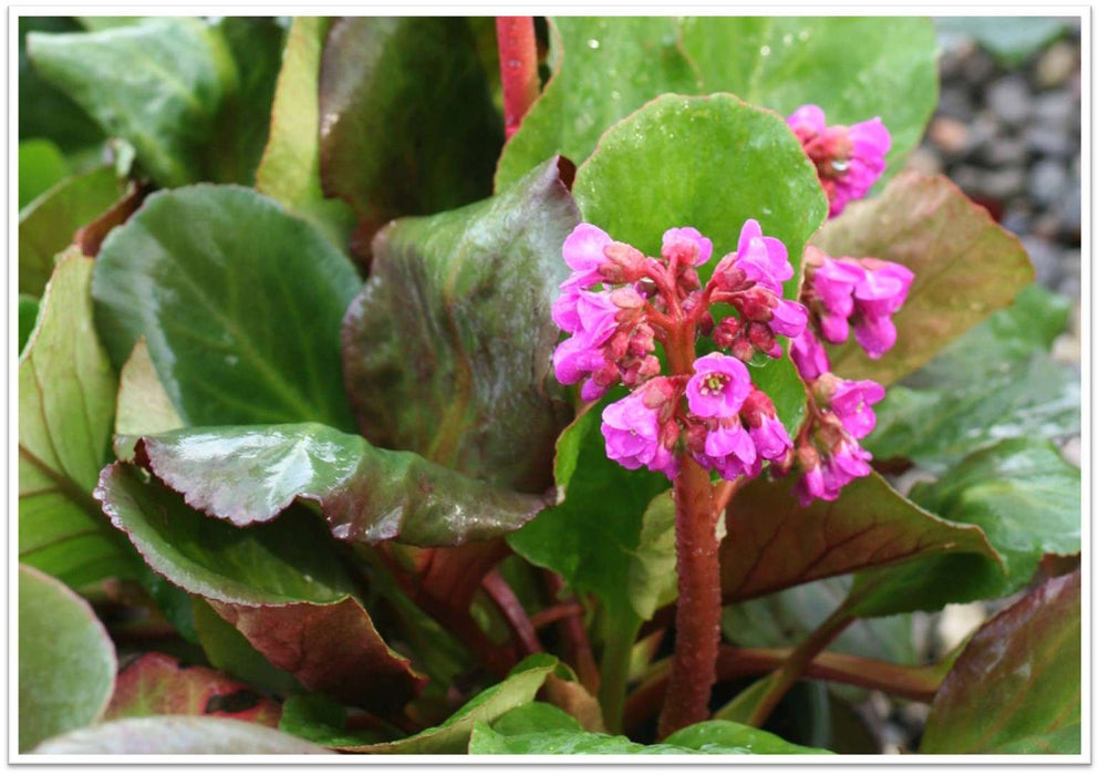 Winterglow Bergenia