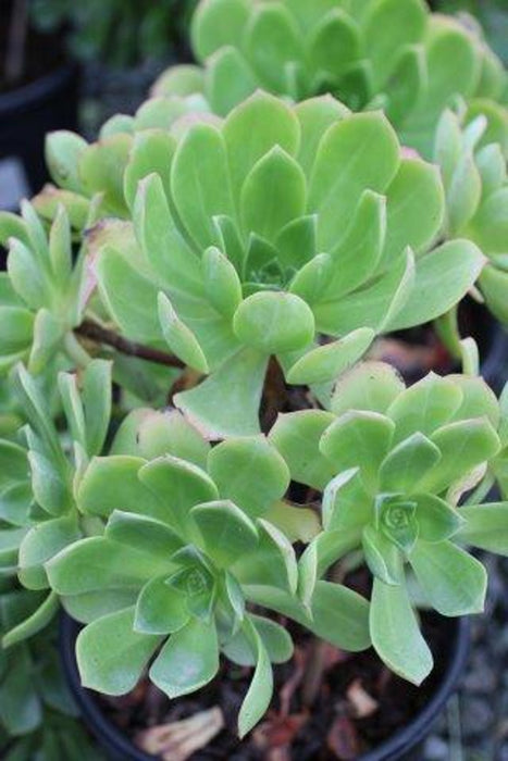 Mint Saucer Aeonium