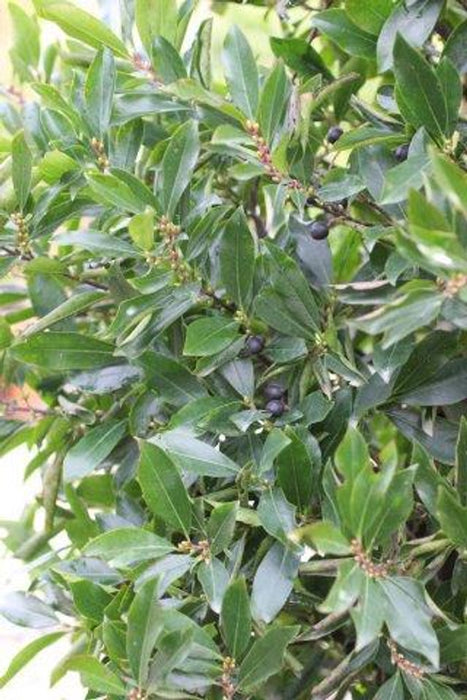 Compact Carolina Cherry Laurel