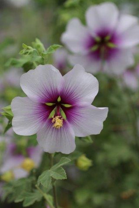 Tree Mallow