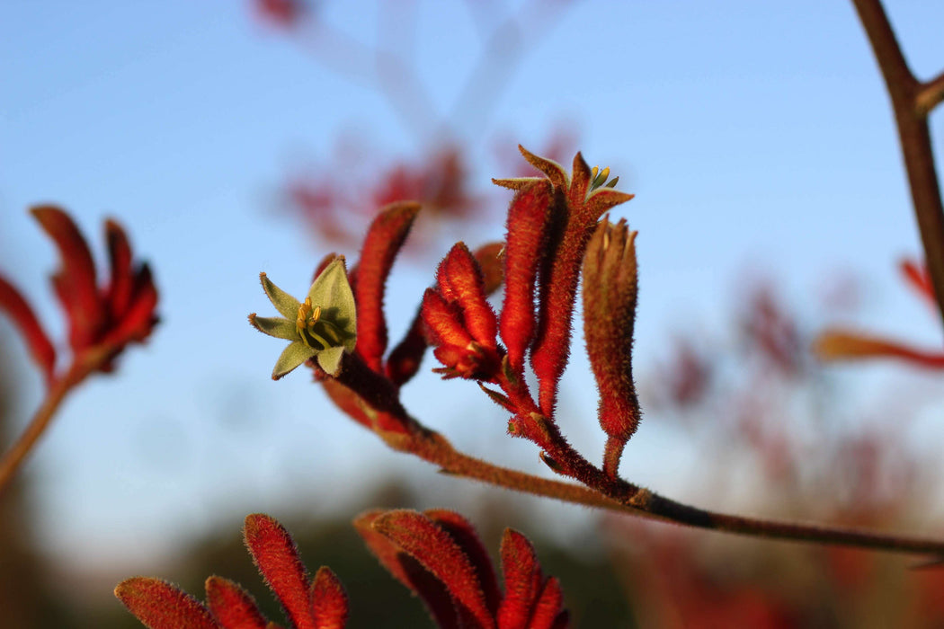 Tequila Sunrise Kangaroo Paw