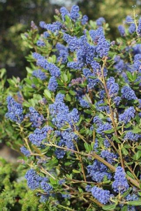 Ray Hartman California Lilac (Ceanothus)