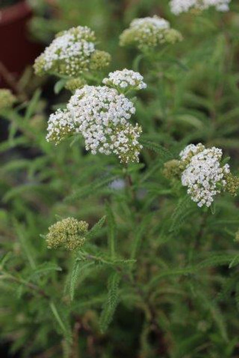 New Vintage™ White Yarrow