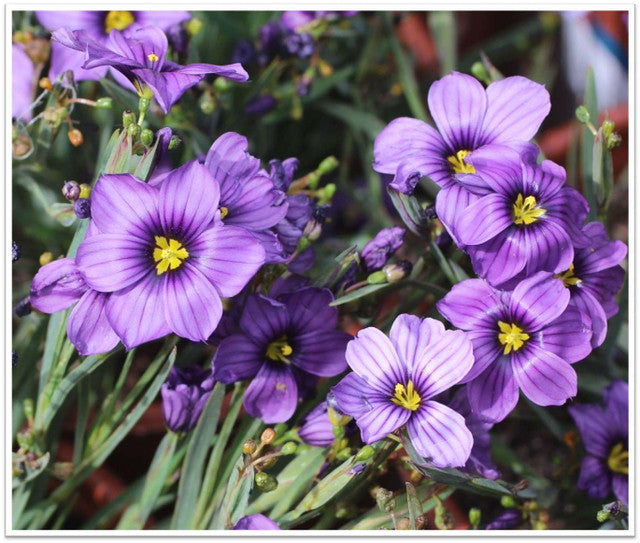 Blue Eyed Grass