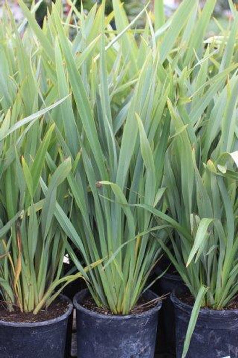 New Zealand Flax